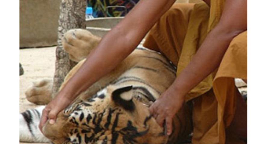 Kaplanları kuzu gibi yapmışlar!