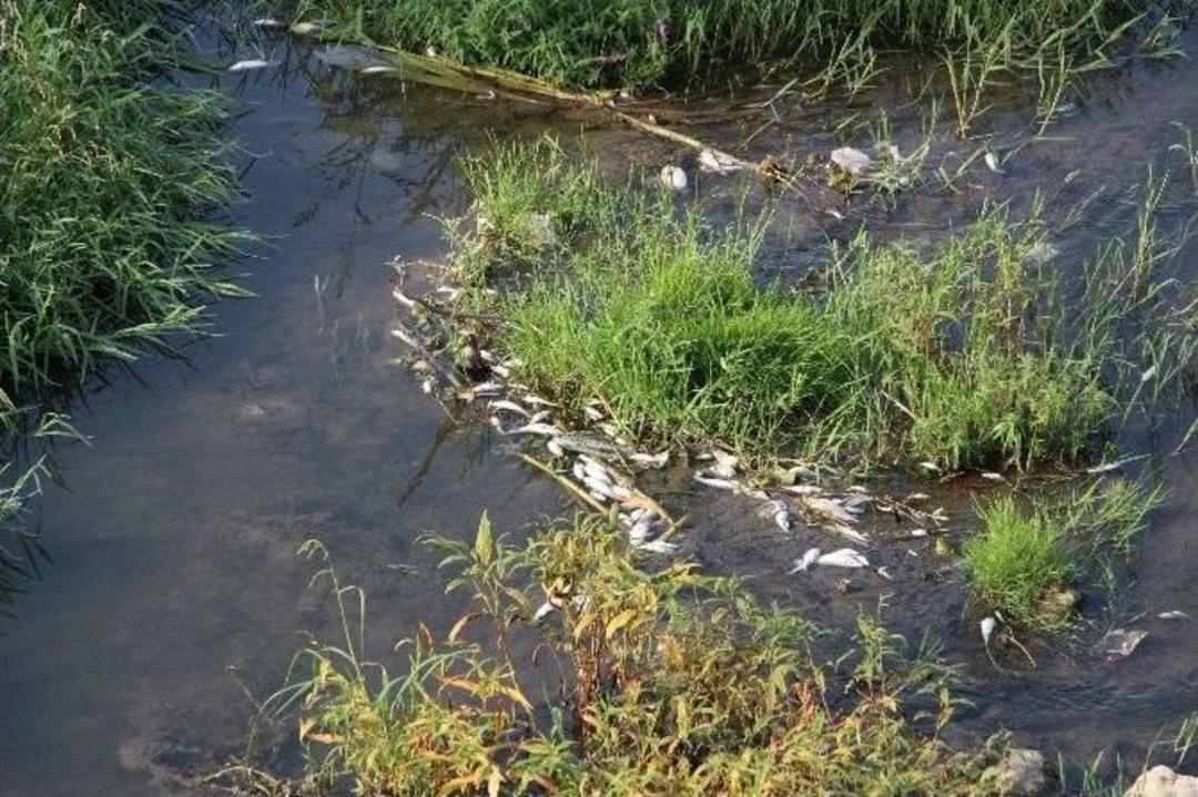 Mert Irmağı&rsquo;nda Balık &Ouml;l&uuml;mleri Devam Ediyor