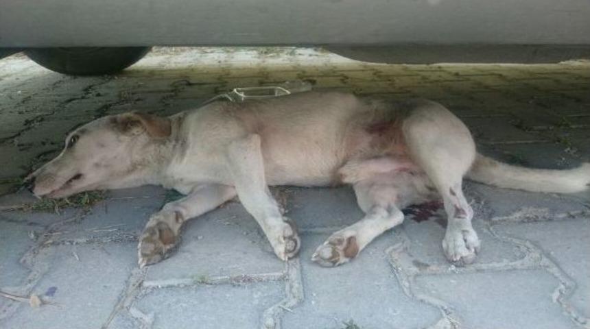 Vatandaşlar Tepki G&ouml;sterince Belediye Ekipleri M&uuml;dahale Etti