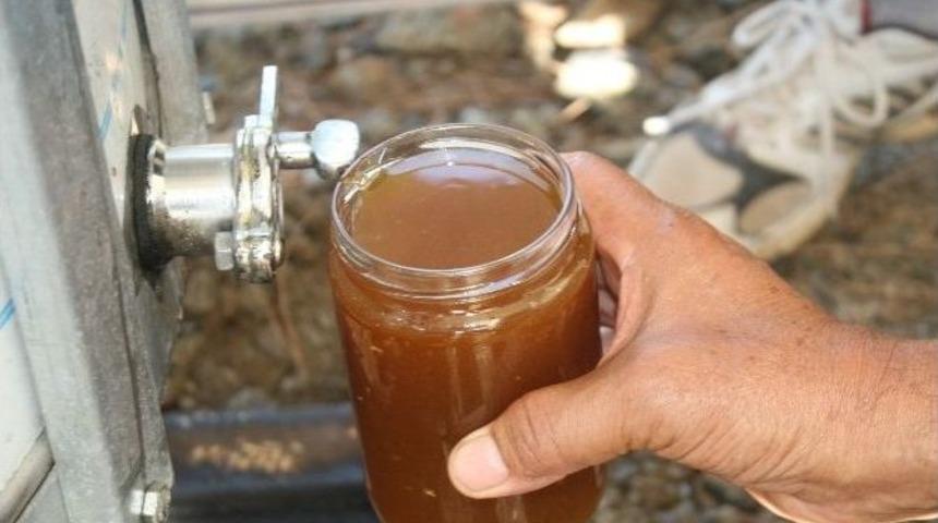 Aydın&rsquo;da &Ccedil;am Balı Hasadı Başladı