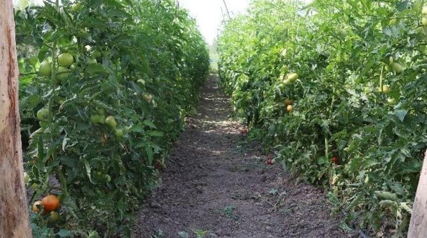 Uluk&ouml;y Sebzecilik Sekt&ouml;r&uuml;nde Erzincan&rsquo;ın Dışa A&ccedil;ılan Kapısı Oldu