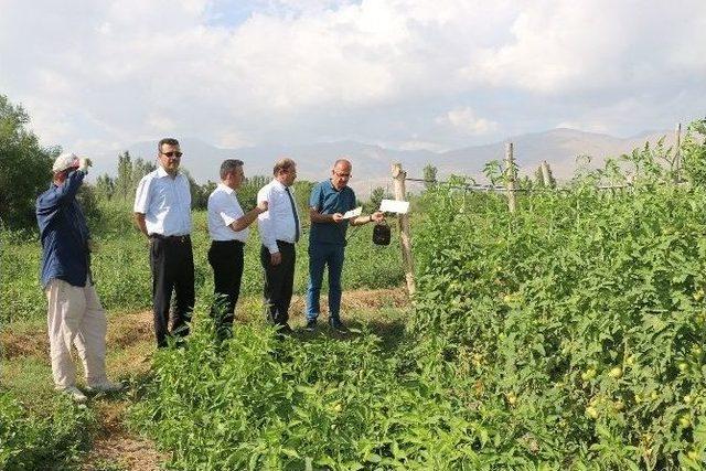 Uluköy Sebzecilik Sektöründe Erzincan’ın Dışa Açılan Kapısı Oldu