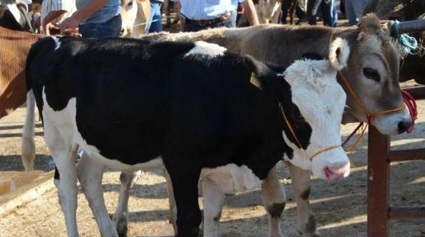 Nevşehir&rsquo;de B&uuml;y&uuml;kbaş Kurbanlıklar Pazara İndi