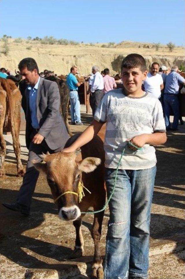 Nevşehir’de Büyükbaş Kurbanlıklar Pazara İndi