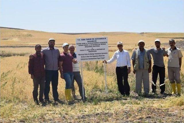 Yozgat’ta Mikrobiyal Gübre İle Ekimi Yapılan Nohuttan Daha Fazla Verim Elde Edildi