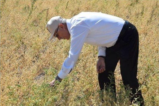 Yozgat’ta Mikrobiyal Gübre İle Ekimi Yapılan Nohuttan Daha Fazla Verim Elde Edildi