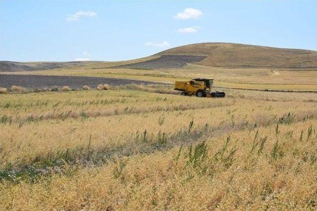 Yozgat’ta Mikrobiyal Gübre İle Ekimi Yapılan Nohuttan Daha Fazla Verim Elde Edildi