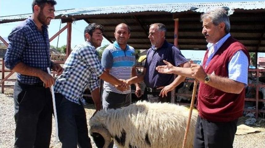 Erzurum Hayvan Pazarında Hareketlilik Başladı