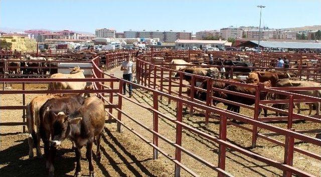 Erzurum Hayvan Pazarında Hareketlilik Başladı