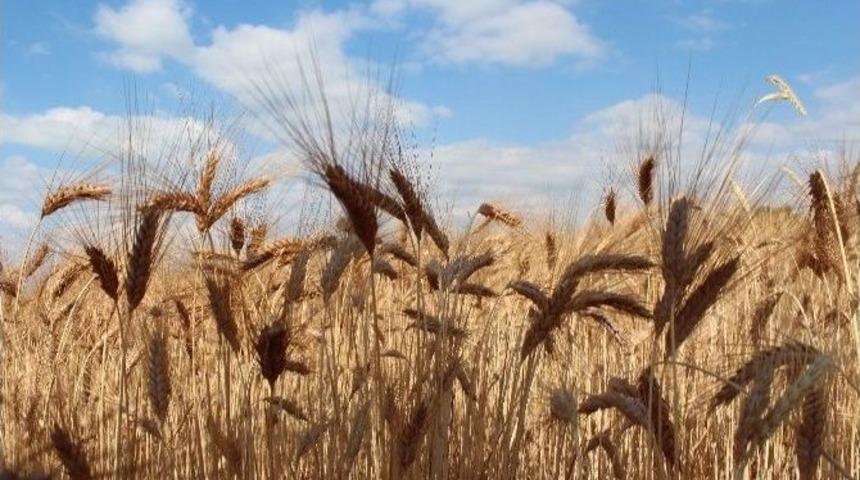 Tmo, Konya&rsquo;nın 6 İl&ccedil;esinde Hububat &Uuml;reticisinden 20 Bin Ton &Uuml;r&uuml;n Aldı