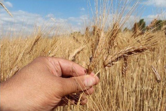 Tmo, Konya’nın 6 İlçesinde Hububat Üreticisinden 20 Bin Ton Ürün Aldı