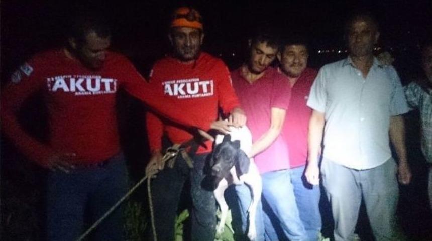 Kuyuya D&uuml;şen Av K&ouml;peğini Akut Kurtardı