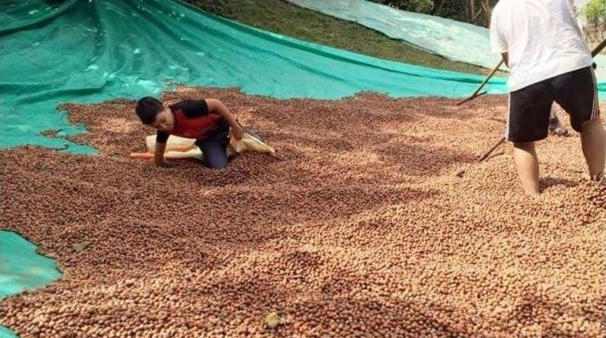 &Uuml;reticinin Harmanda Fındık N&ouml;beti