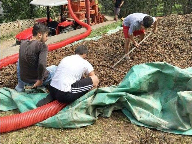 Üreticinin Harmanda Fındık Nöbeti