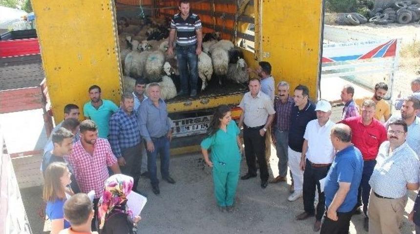 Muş&rsquo;ta Gen&ccedil; &Ccedil;ift&ccedil;ilere Hayvanları Dağıtılmaya Başlandı