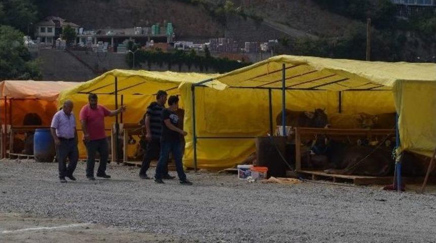 Trabzon&rsquo;da Kurbanlıklar Pazara İndi