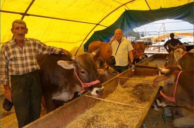 Trabzon’da Kurbanlıklar Pazara İndi