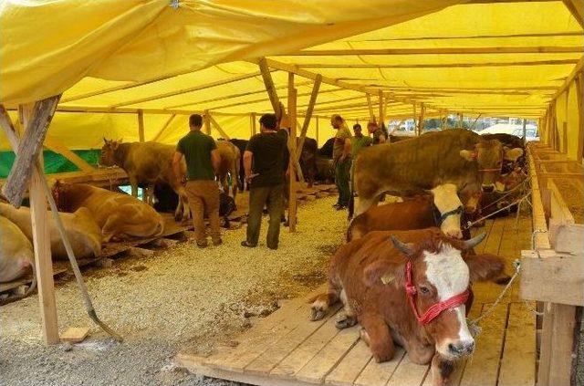 Trabzon’da Kurbanlıklar Pazara İndi