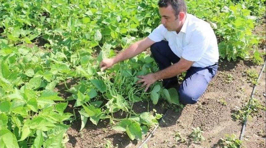 Refahiye&rsquo;de Cino Fasulyesi Demostrasyonu Başarılı Oldu