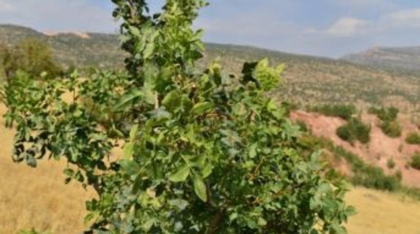 Binlerce Menengi&ccedil; Ağacına 14 Bin 500 G&ouml;z Fıstık Aşısı Yapıldı