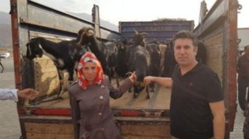 Van&rsquo;da Gen&ccedil; &Ccedil;ift&ccedil;ilere Hayvan Dağıtımına Başlandı