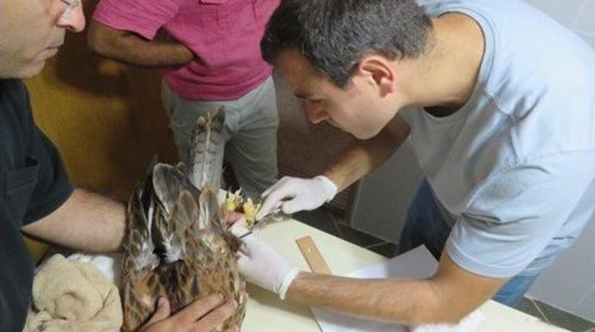 Yaralı Kızıl Şahin, Tedavi Edilerek Doğaya Bırakıldı