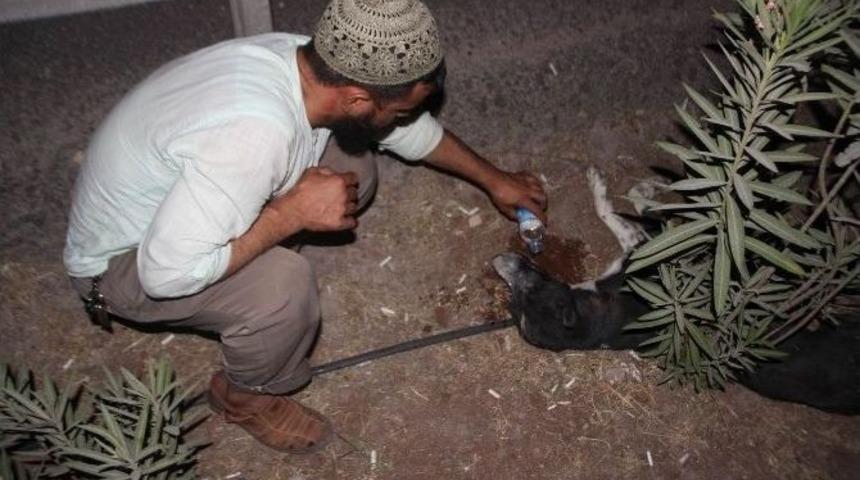 Yaralı K&ouml;peği Almaya Gelen Olmayınca &Ouml;ld&uuml;