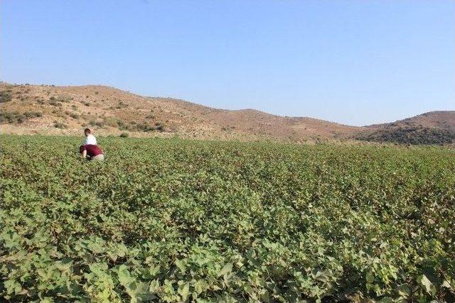 Kırmızı İle Baş Edildi, Şimdi Avrupa’sı Çıktı