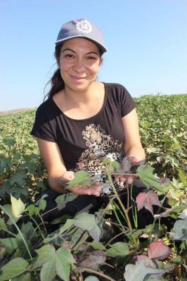 Kırmızı İle Baş Edildi, Şimdi Avrupa’sı Çıktı