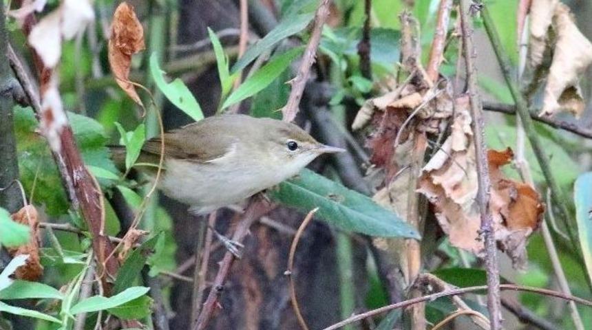 T&uuml;rkiye&rsquo;de İlk Kez G&ouml;r&uuml;nt&uuml;lendi