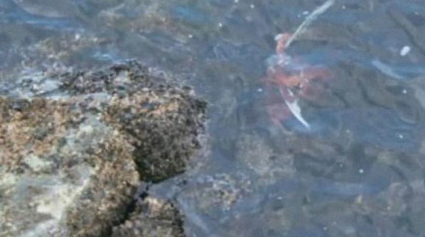 Ahtapot martı avladı