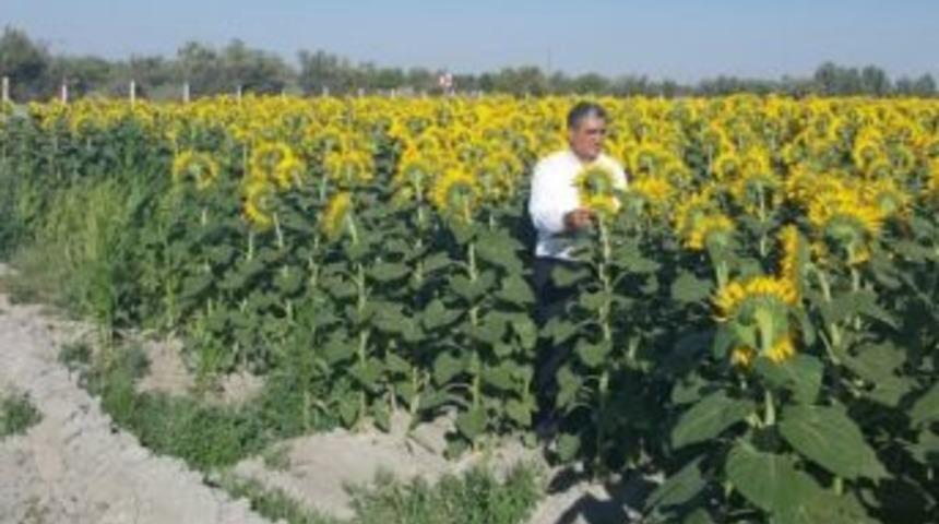 Konya Şeker Ay&ccedil;i&ccedil;eğinde İthal Ay&ccedil;i&ccedil;eğinin Y&uuml;zde 10 &Uuml;st&uuml;nde Fiyat Verdi