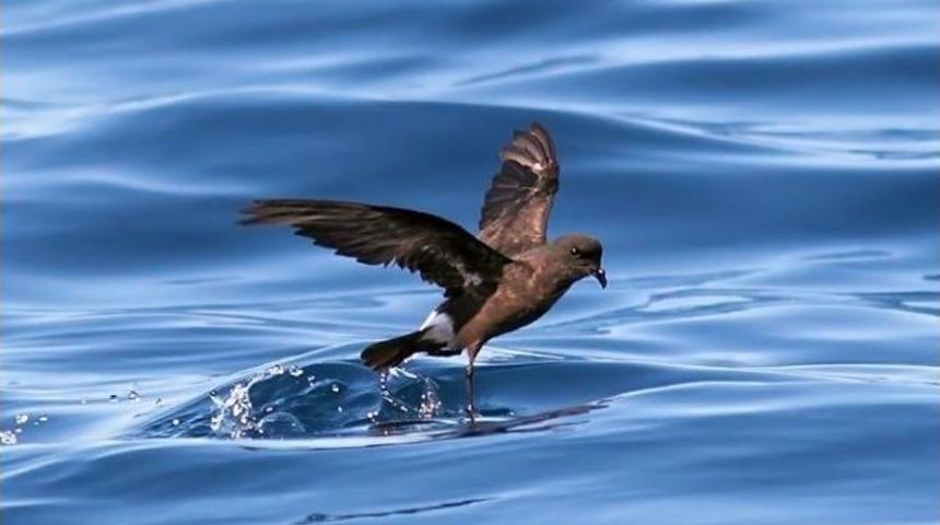 Fırtına Kırlangıcı Kuş G&ouml;zlemcilerini Didim&rsquo;de Topladı