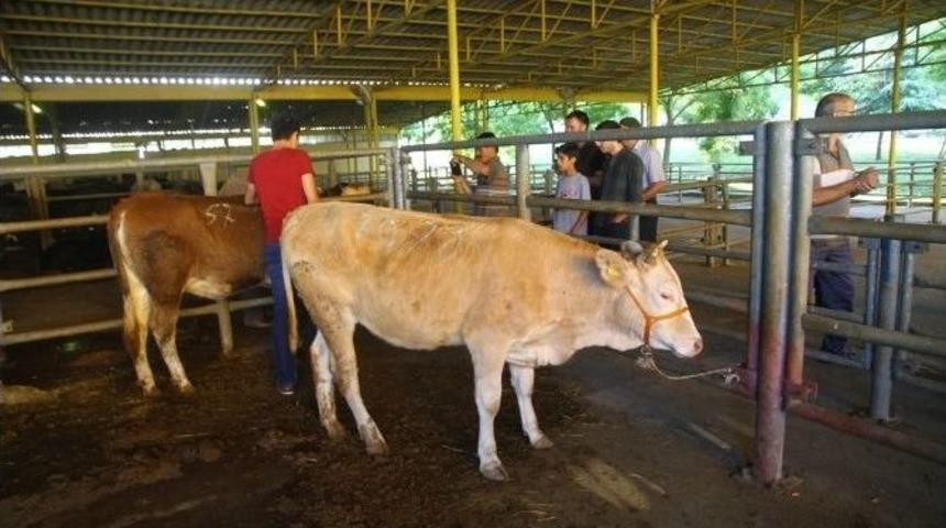 Kocaeli’de Kurban Kesim Başvuruları İnternet Üzerinden Alınacak