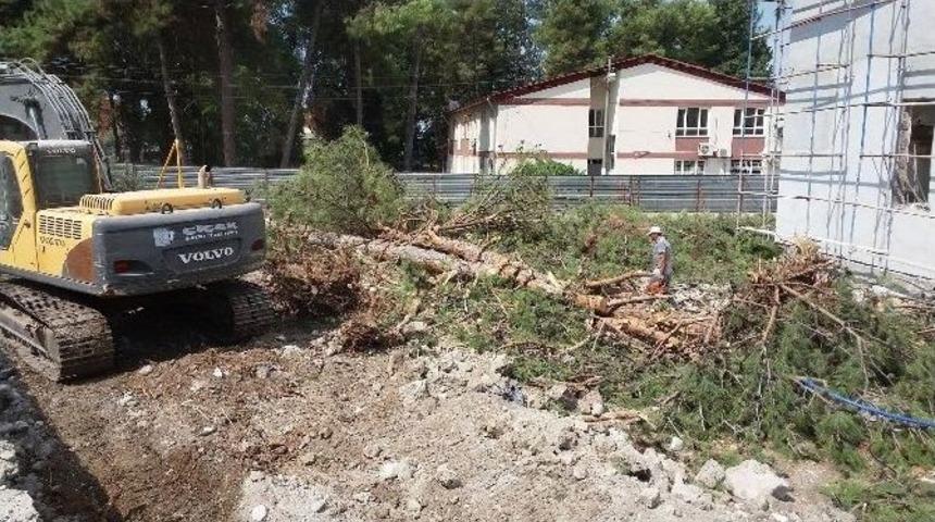 30 Yıllık &Ccedil;am Ağa&ccedil;ları, İstinat Duvarı Uğruna Yok Edildi