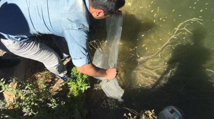 Ak&ccedil;akışla G&ouml;letine 10 Bin Adet Yavru Sazan Bırakıldı