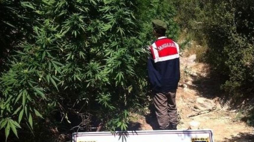 Burdur&rsquo;da Uyuşturucu Operasyonu