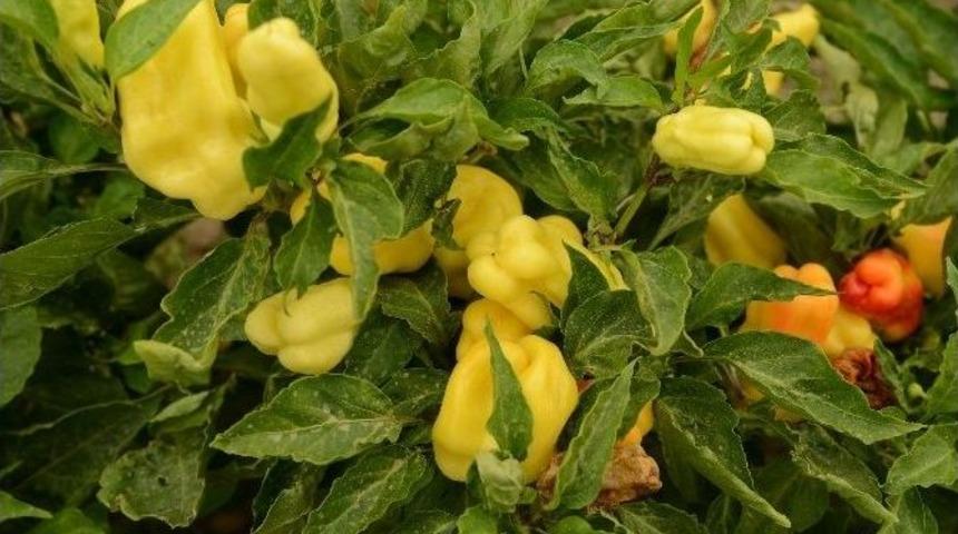 Liceli &Ccedil;ift&ccedil;iler Organik Tarım S&ouml;zleşmesine İmza Attı