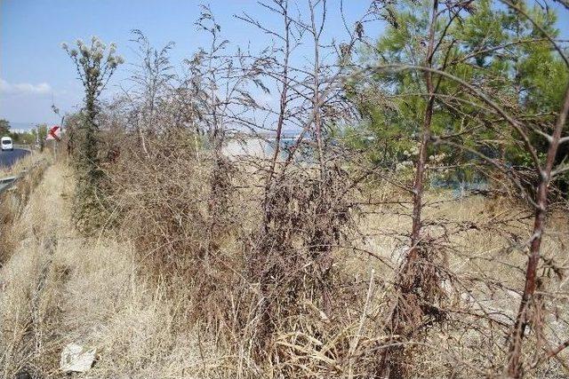 Antalya’da, Kadınlar Plajı’na Kamuflaj Görevi Gören Ağaçlar Kurudu