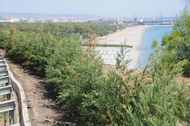 Antalya’da, Kadınlar Plajı’na Kamuflaj Görevi Gören Ağaçlar Kurudu