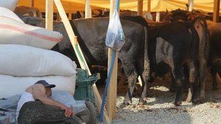 Bu Yıl Kurbanlıklar Cep Yakacak