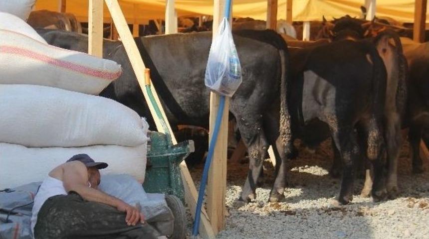 Bu Yıl Kurbanlıklar Cep Yakacak