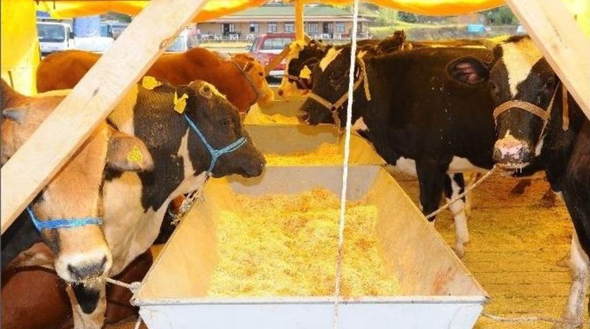 Sağlık Raporu Olmayan Hayvanları Kurbanlık Olarak Almayın