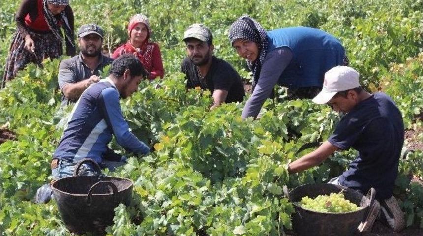 Kilis&rsquo;te &Uuml;z&uuml;m Hasadı S&uuml;r&uuml;yor