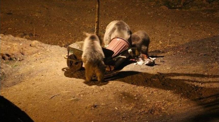 Tunceli&rsquo;de D&uuml;zg&uuml;n Baba Ziyaretgahında Ayıların Karın Doyurma M&uuml;cadelesi