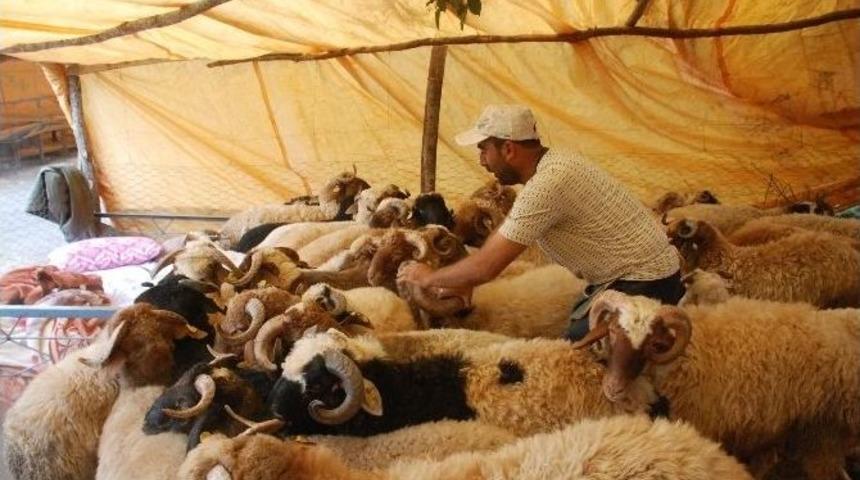 Kurbanlık Satıcıları 8-9 Eyl&uuml;l&rsquo;&uuml; Bekliyor