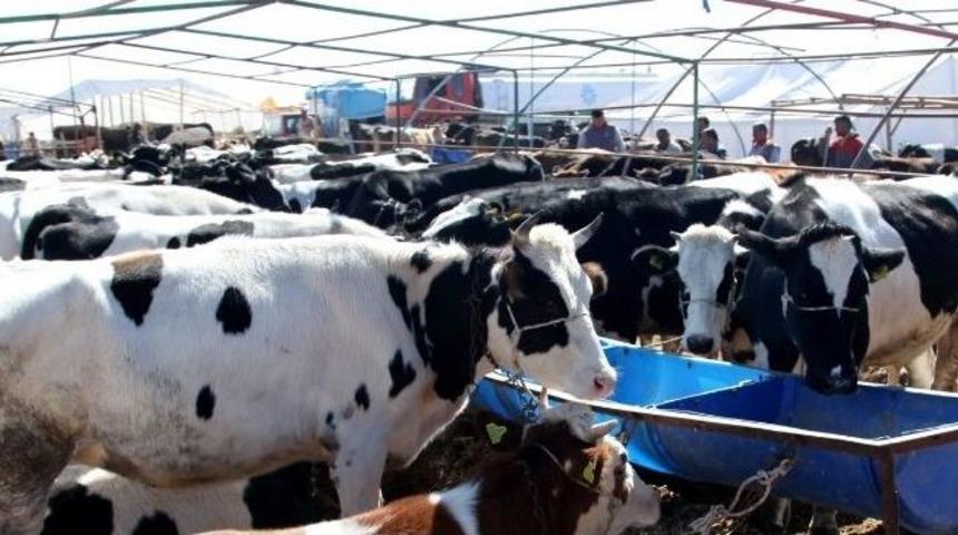 Selçuklu’da Kurban Satış Ve Kesim Yerleri Belli Oldu