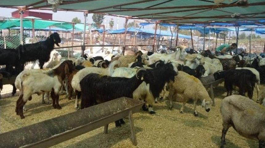 Akdeniz&rsquo;de Kurban Satış Ve Kesim Yerleri Hazırlandı