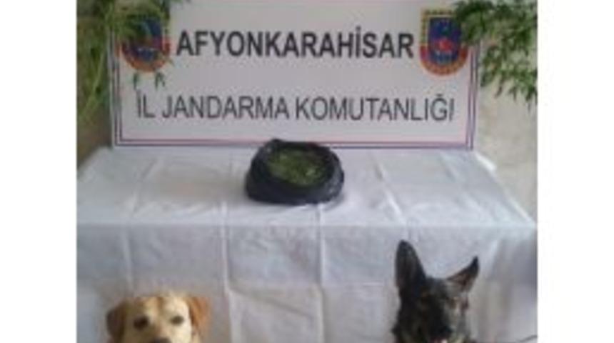 Afyonkarahisar&rsquo;da Jandarmadan Esrar Operasyonu