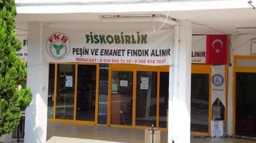 Fiskobirlik Ak&ccedil;akoca&rsquo;da Fındık Alımına Başladı